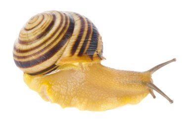 Salyangoz Salyangoz beyaz arkaplanda izole edildi..