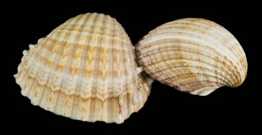 Deniz kabukları siyah bir arkaplanda izole edilmiş..