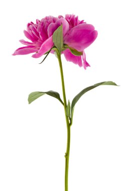 Beyaz arka planda izole edilmiş pembe şakayık çiçeği..