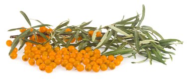 Beyaz arka planda deniz dikenleri izole edildi..