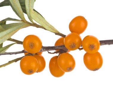 Beyaz arka planda deniz dikenleri izole edildi..