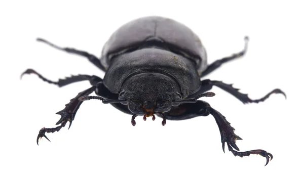 Stag Beetle Isolated White Background Close — Stock Photo, Image