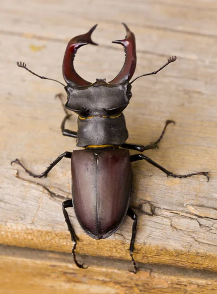 Stag Beetle Wooden Background Close — Stock Photo, Image