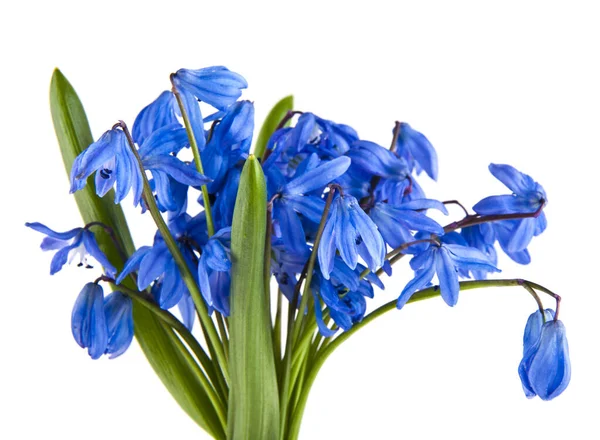 Perce Neige Bleu Isolé Sur Fond Blanc Gros Plan Concept — Photo