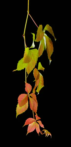 Autumn Red Green Leaves Isolated Black Background Close — Stock Photo, Image