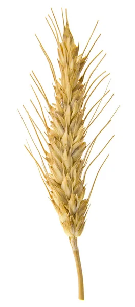 Pšenice Ucho Izolované Bílém Pozadí Zblízka — Stock fotografie