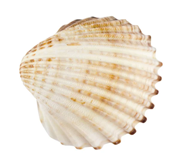 Seashell Isolerad Vit Bakgrund Närbild — Stockfoto