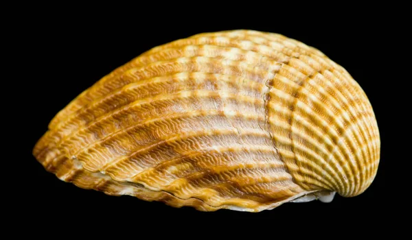 Seashell Aislado Sobre Fondo Negro Cerca — Foto de Stock