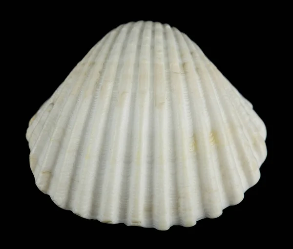 Seashell Изолированы Черном Фоне Крупным Планом — стоковое фото
