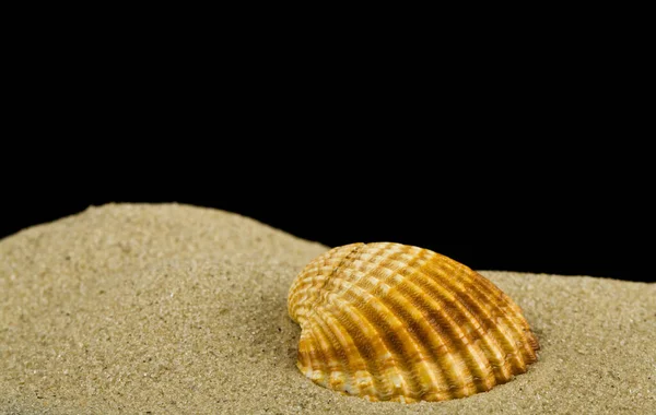 Mucchio Sabbia Conchiglia Isolato Sfondo Nero Primo Piano — Foto Stock