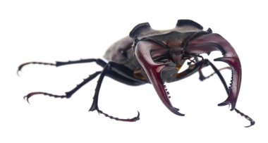 Geyik böceği beyaz arkaplanda izole edildi. Yakın plan..