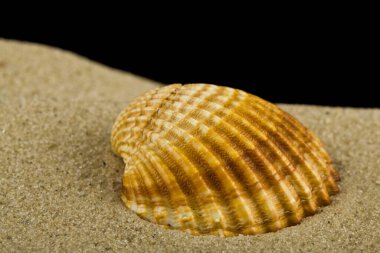 Kumdaki deniz kabuğu siyah bir arkaplanda izole edilmiş. Yakın plan..