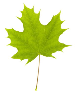 Akçaağaç yeşil yaprakları beyaz arkaplanda izole edilmiş..