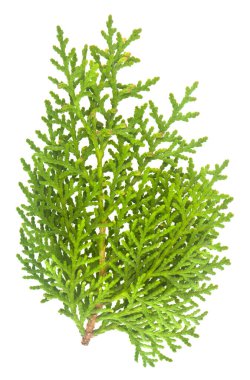 Yeşil thuja dalı beyaz arkaplanda izole edildi.