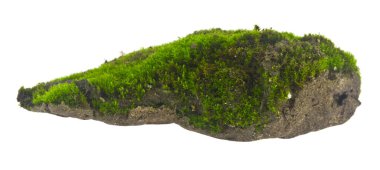 Yeşil yosun beyaz arkaplanda izole edildi..