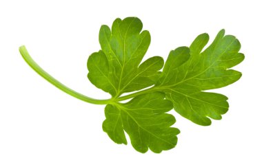 Yeşil maydanoz beyaz arka planda izole edilmiş. Tam odaklanma. Sağlıklı sağlıklı vejetaryen yemekleri.