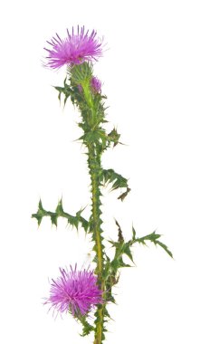 Süt devedikeni çiçekleri beyaz arka planda izole edilmiş. Tıbbi bitki..