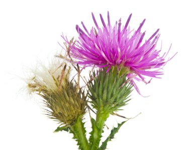 Süt devedikeni çiçekleri beyaz arka planda izole edilmiş. Tıbbi bitki..