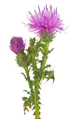 Süt devedikeni çiçekleri beyaz arka planda izole edilmiş. Tıbbi bitki..