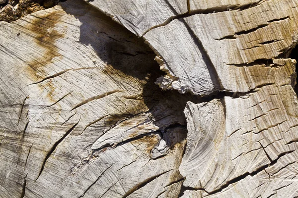 Trästruktur Ett Snitt Ett Träd Stubbe Som Bakgrund Närbild Begreppet — Stockfoto
