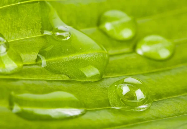Stora Vackra Droppar Transparent Regnvatten Ett Grönt Lövmakro Vacker Bladstruktur — Stockfoto