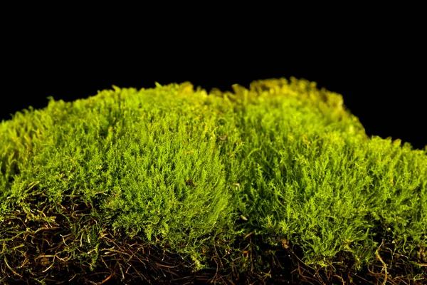 在黑色背景上隔绝的绿色苔藓 — 图库照片