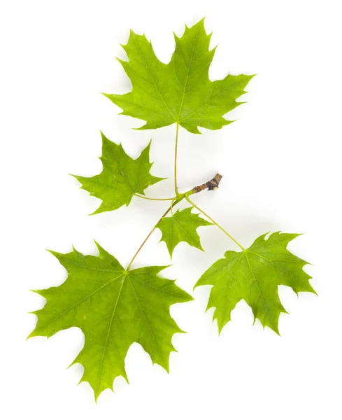 Grüne Blätter Des Ahorns Isoliert Auf Weißem Hintergrund Nahaufnahme — Stockfoto