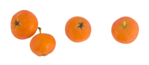 Pomarańczowe Jagody Łabędzia Izolowane Białym Tle Zbliżenie — Zdjęcie stockowe