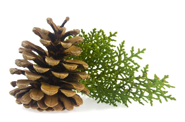 Ramo Verde Thuja Cones Isolados Fundo Branco Close — Fotografia de Stock