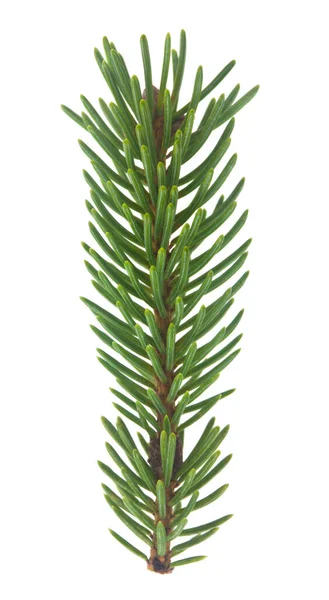 Ramo Verde Uma Árvore Natal Isolado Fundo Branco Close — Fotografia de Stock