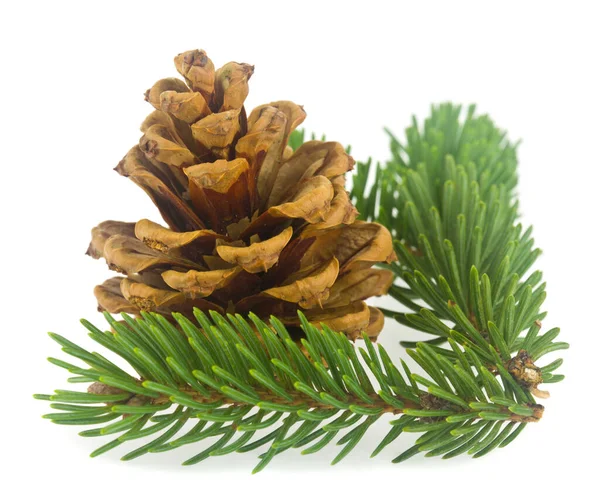 Groene Tak Van Een Kerstboom Dennenappel Geïsoleerd Een Witte Achtergrond — Stockfoto