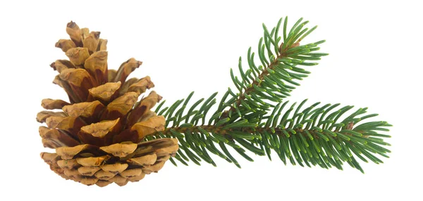 Grüner Zweig Eines Weihnachtsbaums Und Tannenzapfen Isoliert Auf Weißem Hintergrund — Stockfoto