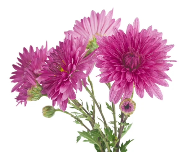 Höst Aster Blommor Isolerad Vit Bakgrund Närbild — Stockfoto