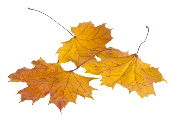Žluté Podzimní Javorové Listy Izolované Bílém Pozadí Zblízka — Stock fotografie