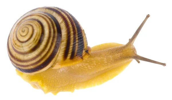 Caracol Aislado Sobre Fondo Blanco Cerca —  Fotos de Stock