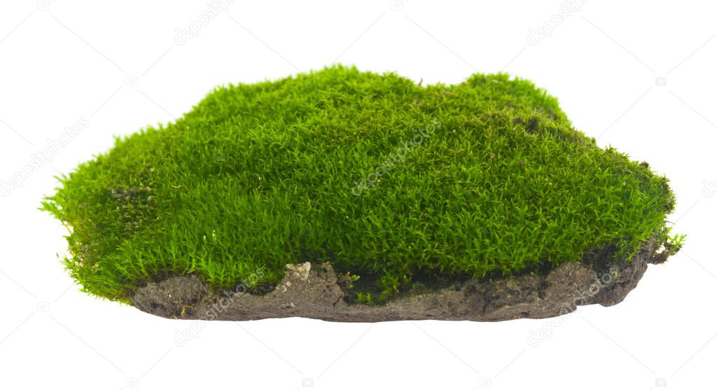 Green moss isolated on white background close-up.