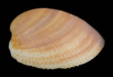 Deniz kabuğu siyah bir arkaplanda izole edilmiş..