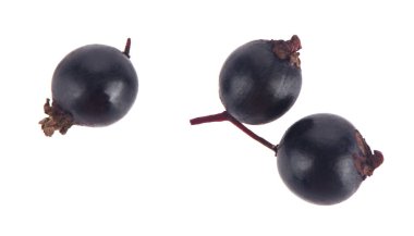 Mürver üzümleri beyaz arka planda izole edilmiş..