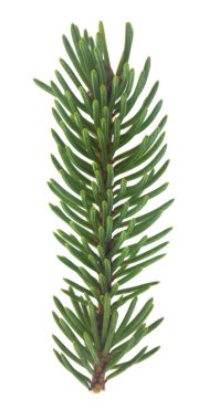 Bir Noel ağacının yeşil dalları beyaz arka planda izole edilmiş..