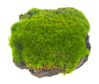 Yeşil yosun beyaz arkaplanda izole edildi..