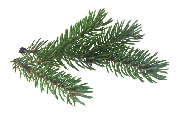 Grüne Zweige Eines Weihnachtsbaums Isoliert Auf Weißem Hintergrund Nahaufnahme — Stockfoto