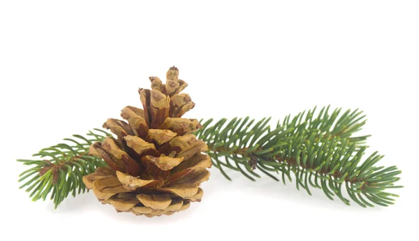 Ramo Verde Albero Natale Con Una Pigna Isolata Sfondo Bianco — Foto Stock