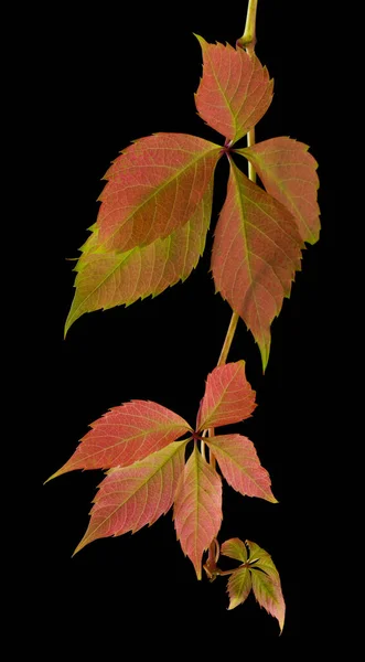 黒い背景に隔離されたブドウの秋の赤緑の葉クローズアップ — ストック写真