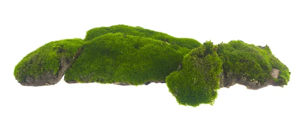 在白色背景上隔绝的绿色苔藓 — 图库照片