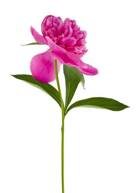 Beyaz arka planda izole edilmiş pembe şakayık çiçeği. Makro.