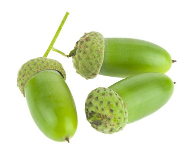 Beyaz arkaplanda izole edilmiş yeşil meşe palamutları.