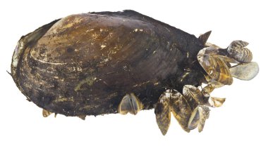 Nehir kabukları beyaz arka planda izole edilmiş, yakın plan. Yukarıdan görüntüle.