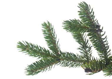 Bir Noel ağacının yeşil dalı, beyaz bir arka planda izole edilmiş..
