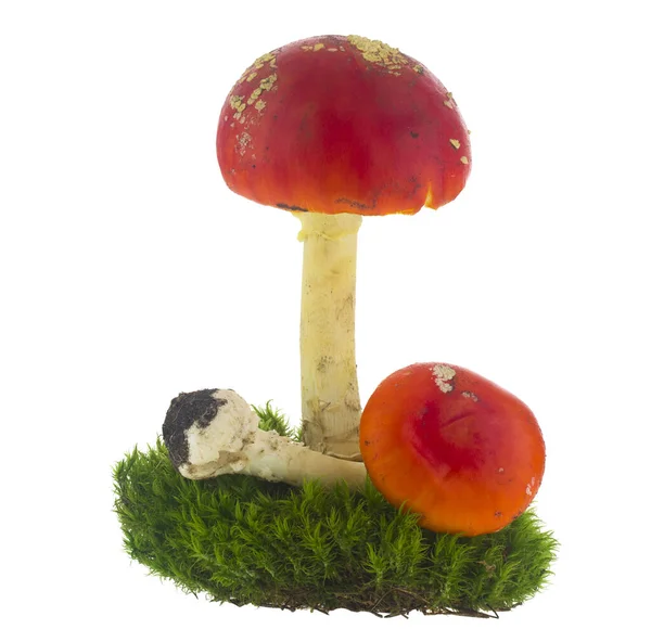 Amanita Isoliert Auf Weißem Hintergrund Nahaufnahme — Stockfoto