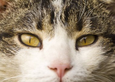 Bir kedinin yeşil gözleri. Kedinin ağızlık sesi. Tasarım ayrıntıları. Tasarım elemanları. Makro. Kartvizitler, kartpostallar ve posterler için arka plan. 